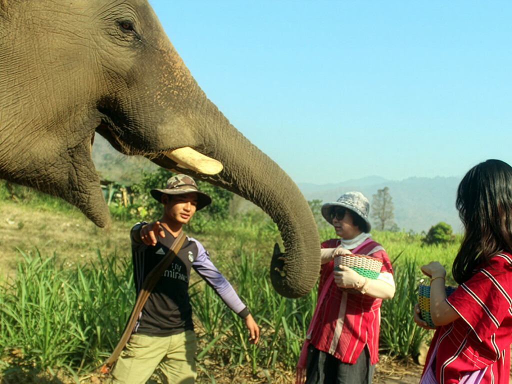 Kerchor Eco Elephant Park is celebrating National Elephant Day