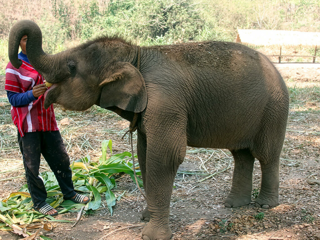 Fufu – Our Male Baby Elephant
