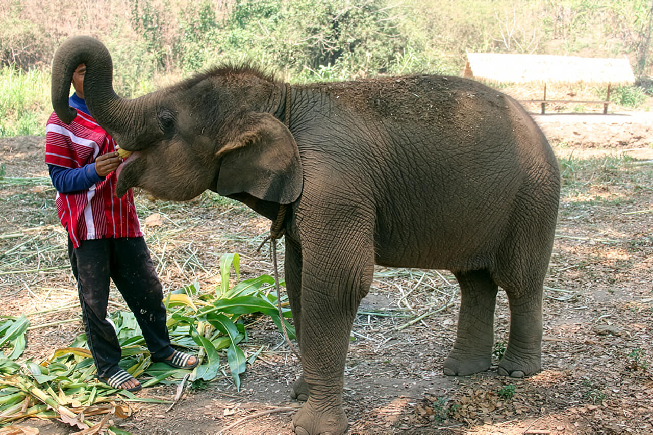 Fufu – Our Male Baby Elephant