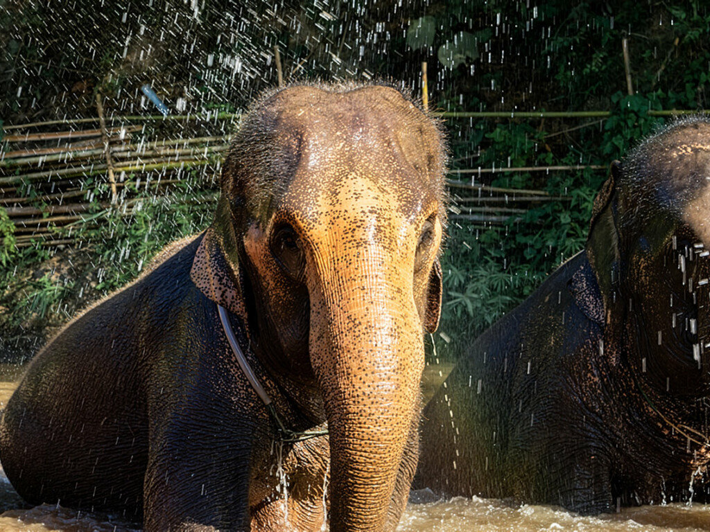 Riding Elephants needs to be removed from Your List