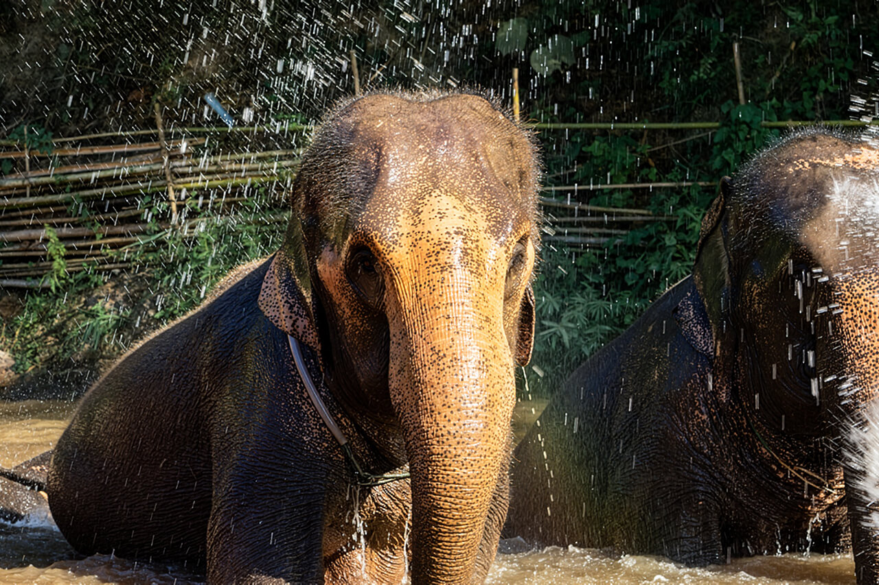 Riding Elephants needs to be removed from Your List