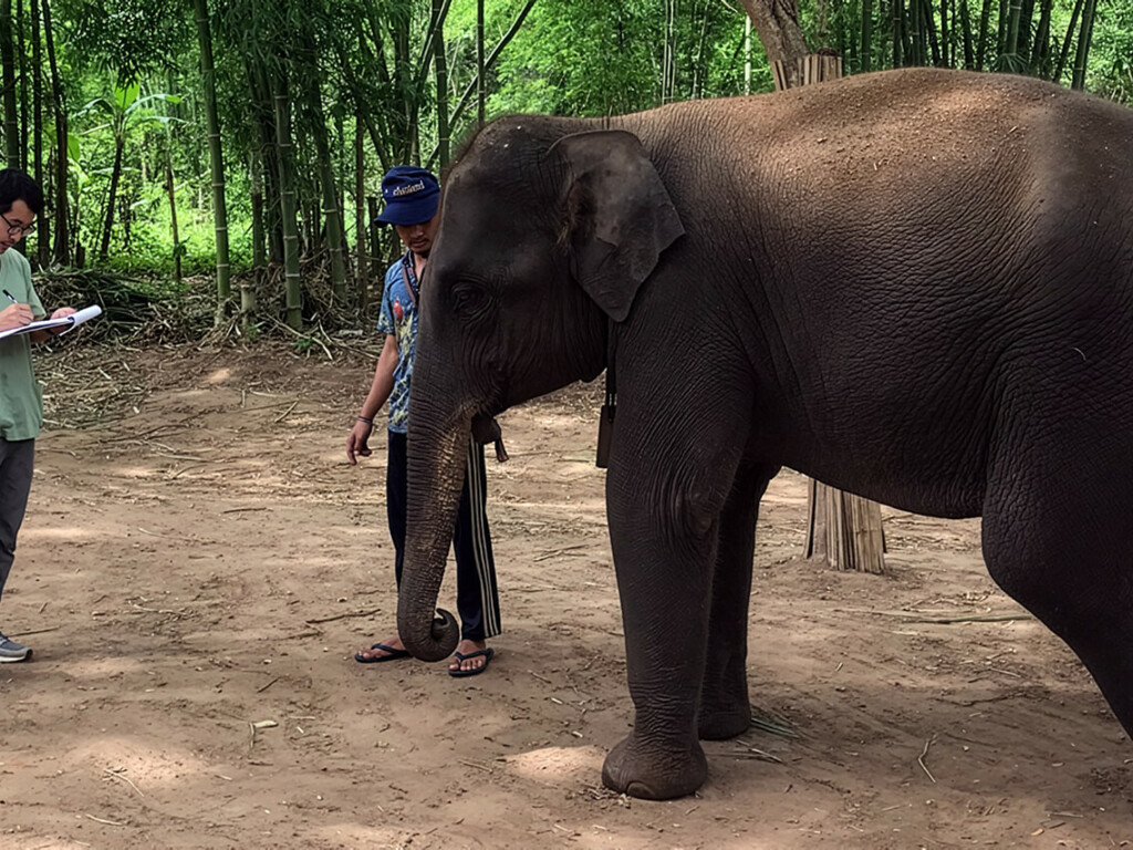 Aree, our 5 years old elephant