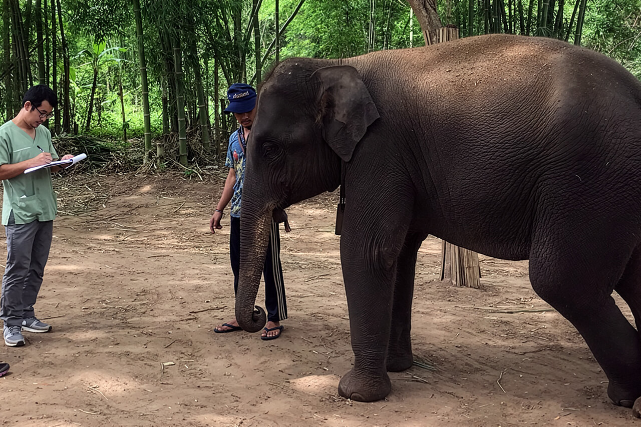Aree, our 5 years old elephant