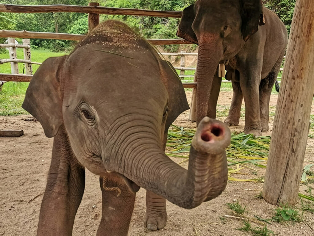 Phu-Chan, Health Status