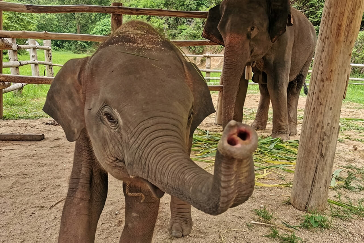 Phu-Chan, Health Status