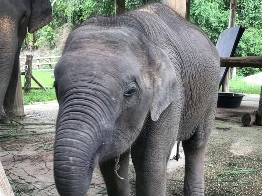 Update about Phu-Chan