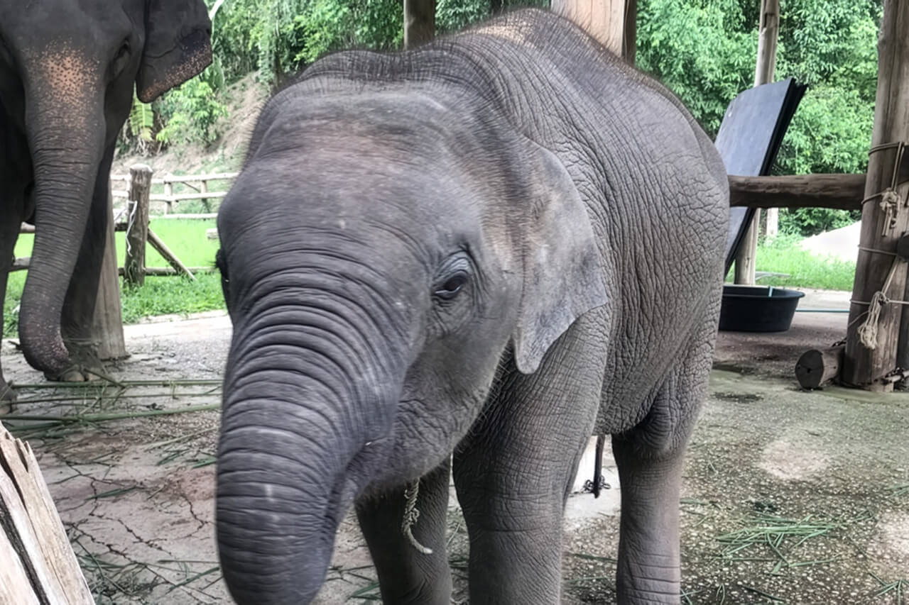 Update about Phu-Chan