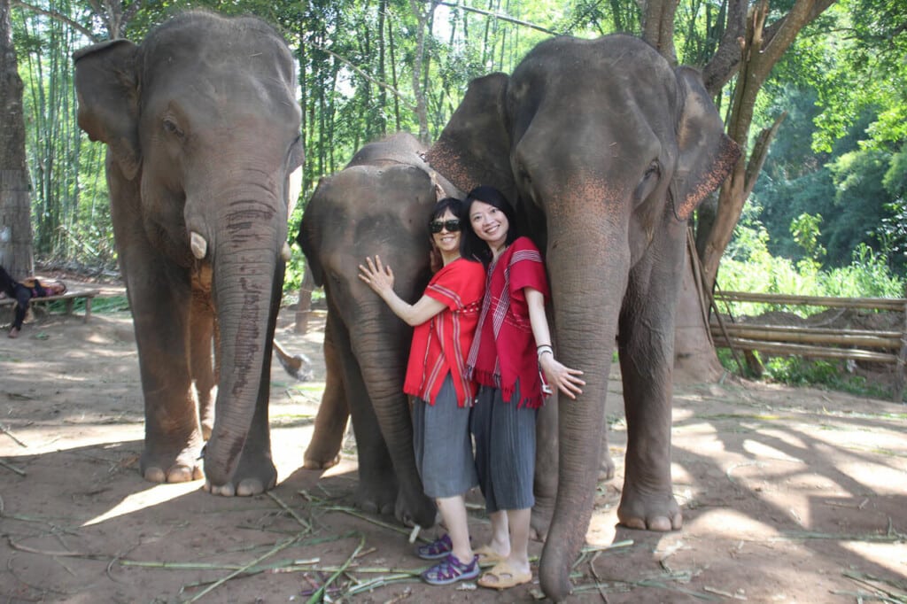Interact with our Elephants