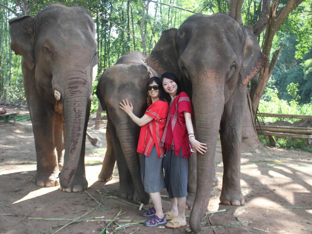 Interact with our Elephants
