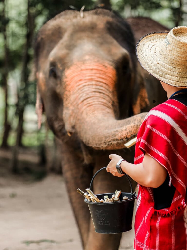 Elephant Exclusive Morning - Afternoon