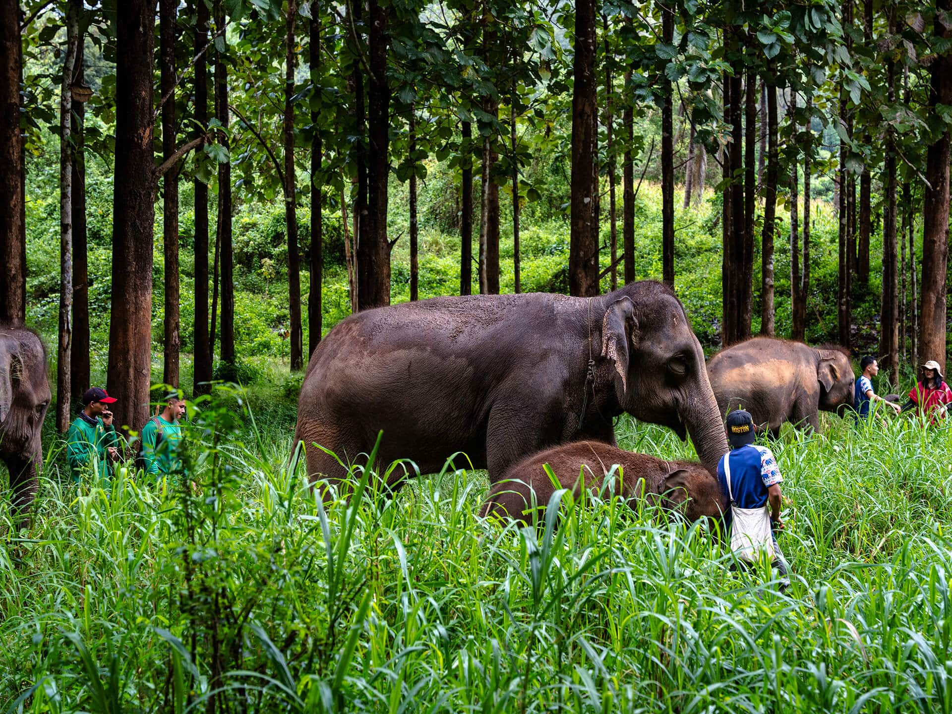 Kerchor Elephant Gallery Image 02