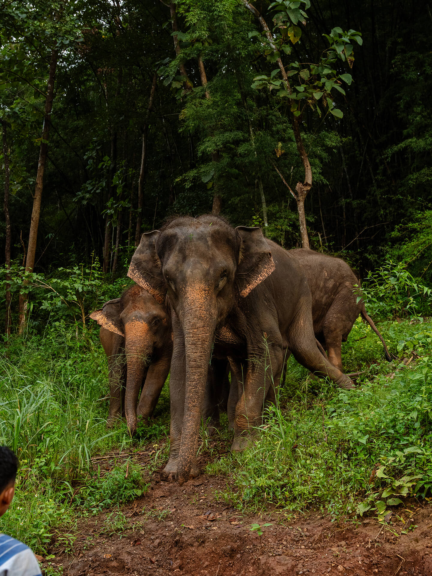 Kerchor Elephant Gallery Image 03