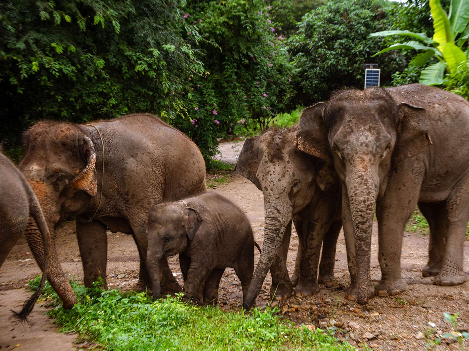 Kerchor Elephant Gallery Image 05