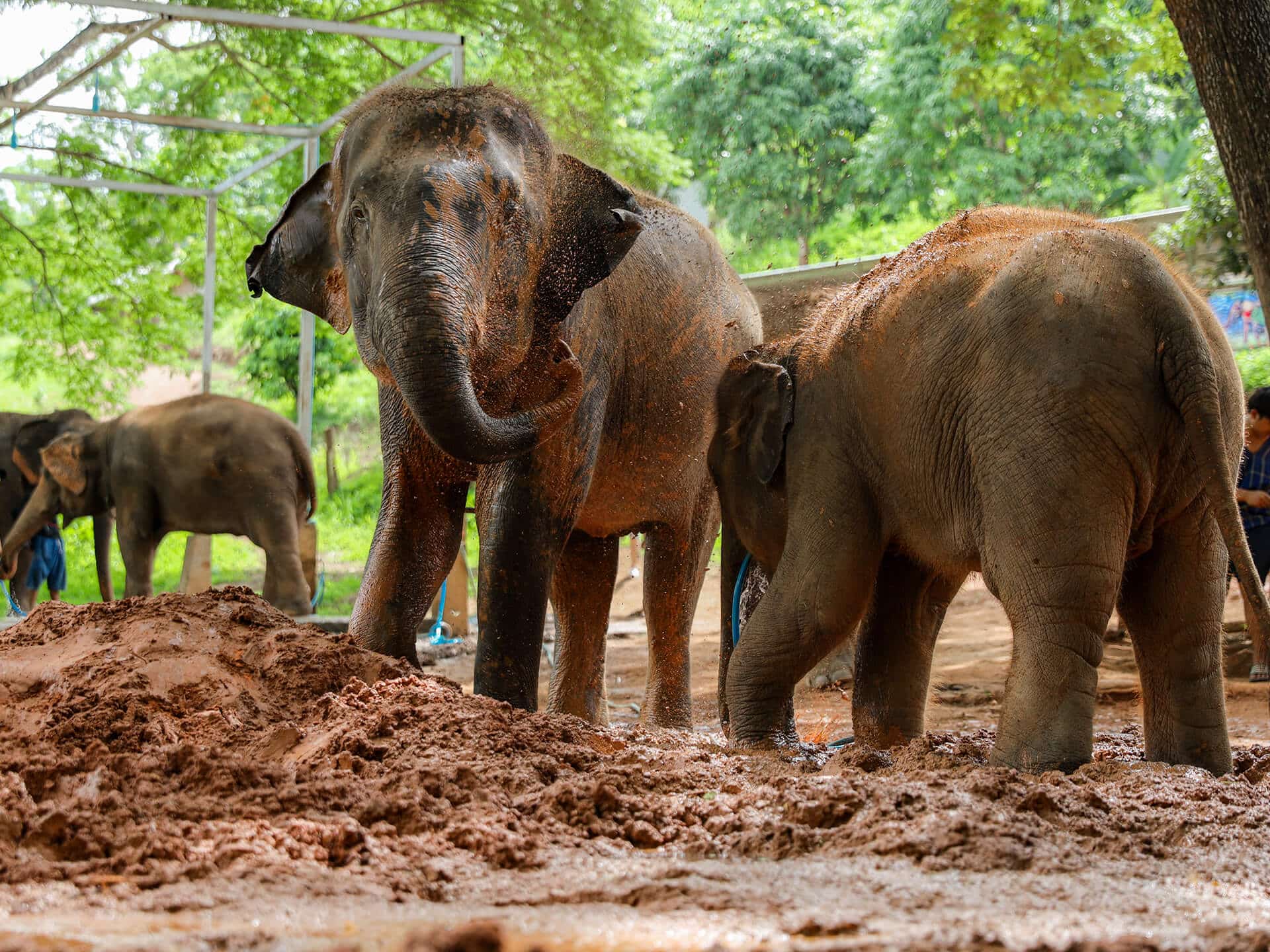 Kerchor Elephant Gallery Image 06