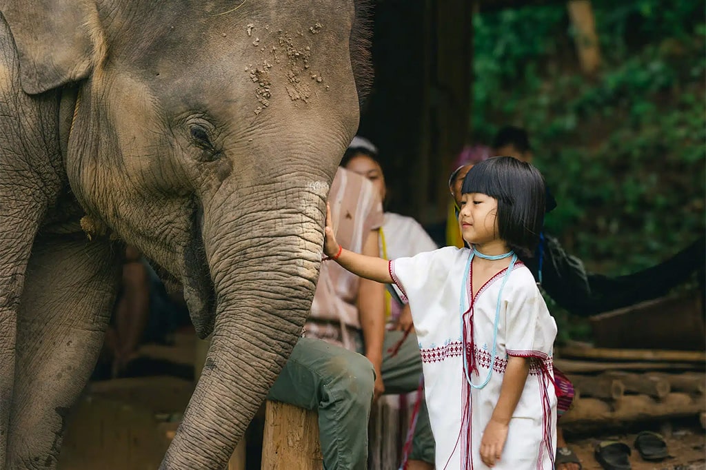 best-elephant-sanctuary-chiang-mai-for-first-timers-what-to-expect-if-youve-never-been-near-elephants-1
