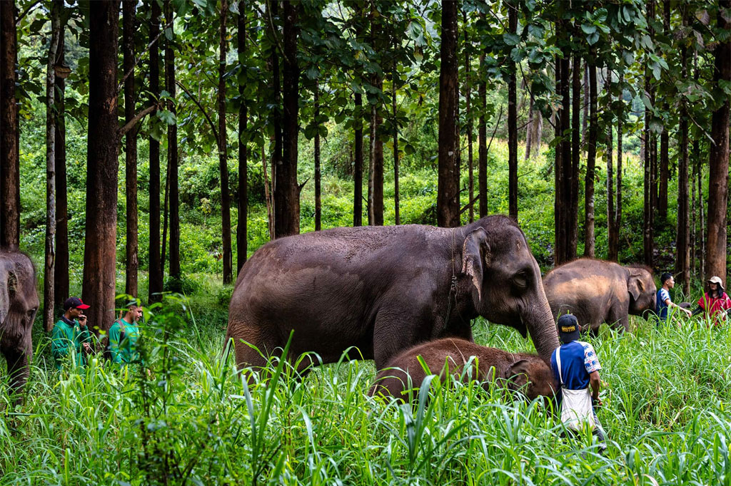 chiang-mai-elephant-park-prices-and-whats-included-01